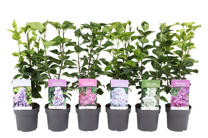 Syren ‘Syringa vulgaris’ 15 cm potte